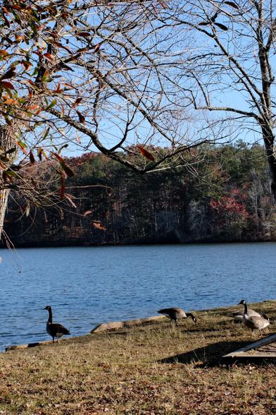 Geese on the shore of a lake which reflects the blue sky. Woods far in the back and tree branches at the top
