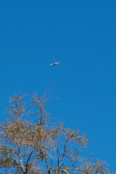 An airplane flying toward left in a spotless blue sky. Tree branches with brown leaves at the bottom.