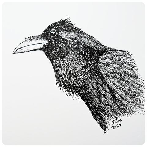 Ink line drawing of the head of a raven, looking left.
