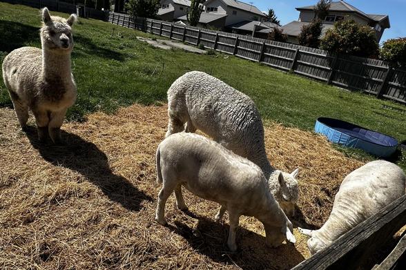 Chaser hangs back while the other alpaca & the sheep eat the mix of chaff and lupins.

A sunny day, lots of greenery for the animals to graze on.