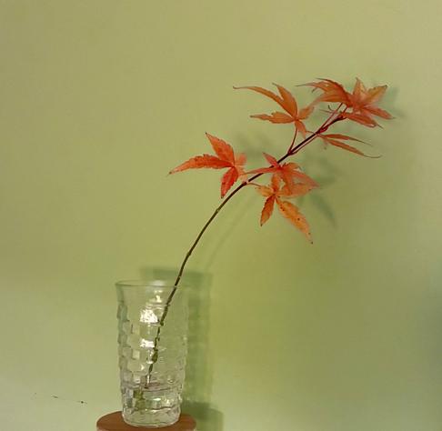 A thin Japanese maple branch with several orange leaves set against a light green wall.