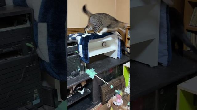 シャムの子ねこパンダくん、保護され、我が家で、ケージから出たら、まだ、警戒して、ウロウロ