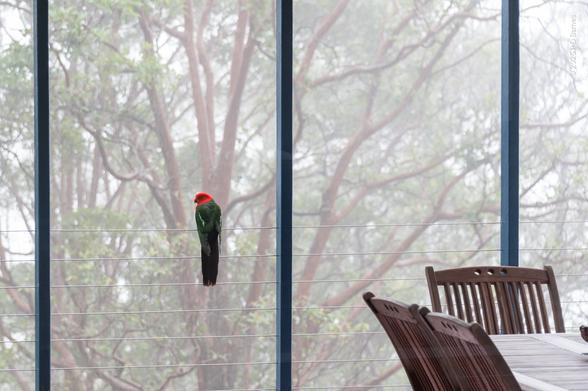 A lone King Parrot, back to us and head in profile, alone on the deck wiring, contemplating the misty landscape before it.