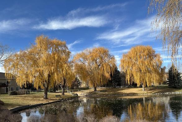 Photo featuring three willow trees nearing the end of their season. Blue sky above with wispy white clouds. A small pond in the foreground reflects the trees and the sky. Some houses show behind the trees, with some split rail fencing extending between the trees and the houses. November 2025