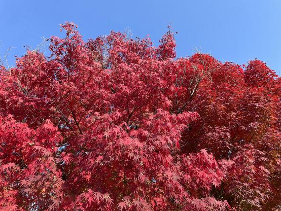 Decorative maple tree leaves at their red peak.