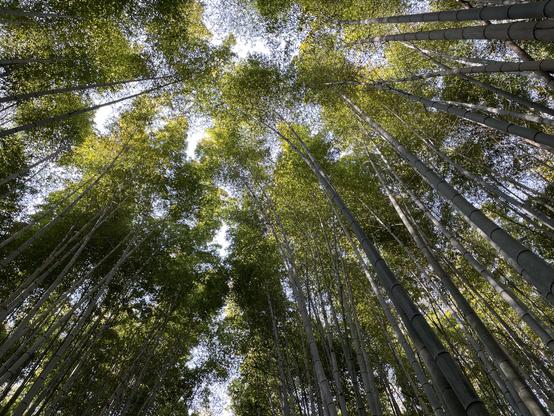 In the renowned bamboo grove of Arashiyama, make sure to look up.
