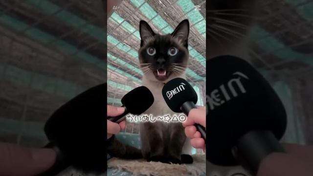 飼い主について…😂 シャム猫☆マロンちゃん #cat #catshorts #シャム猫 #しゃむねこ #猫のいる暮らし #ねこのいる生活