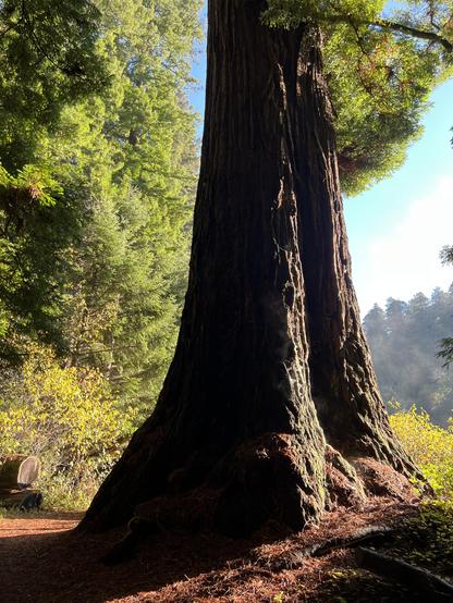 This was an absolutely beautiful weekend to be out in the redwood forest. Cooler nighttime temperatures led to early morning fog that quickly dissipated, revealing bright blue skies and brilliant colors. In this image, a giant tree in Redwood National and State Parks appears to have two fused trunks. The ground below is red in the morning light. Yellow and green vegetation fills the background. Nearby trees are lit by the sun while more distant trees appear in silhouette.