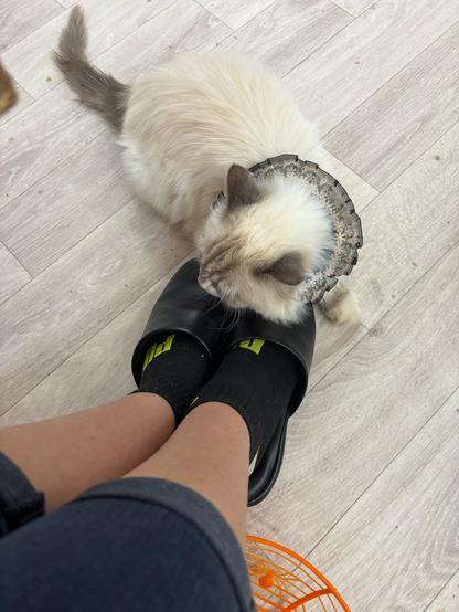 White and brown cat sleeping on feet in slippers