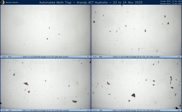 Collage showing insects attracted to light and automatically imaged 1 hour, 2 hours, 4 hours and 6 hours after sunset in Aranda, ACT, Australia on the night of 23 to 24 Nov 2025. The image includes four smaller images collected around the listed times. Each image shows a section of sheet with a variable number of insects attracted to UV and visible light. Number and variety depends on time of year and conditions during the given night. The image is also labeled with basic details of the associated weather and moon phase. For more explanation of the Automated Moth Trap project visit https://amt.hobern.net/ and https://www.flickr.com/photos/dhobern/albums/72177720322426621.
