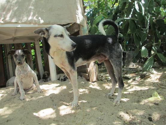Medium-close shot of two dogs in a sand yard, with the camera held down at sand level. The light is mixed and dappled, mostly shade with bright spots of sun on the ground. In the background, the underside of a plastic, outdoor table on the left and a profusion of cacti growing in the sand to the right. In the foreground, two dogs: a spotty puppy with a comically large head sitting and facing the camera, and an older dog standing oriented towards the left, with their head turned back to look to the right.
