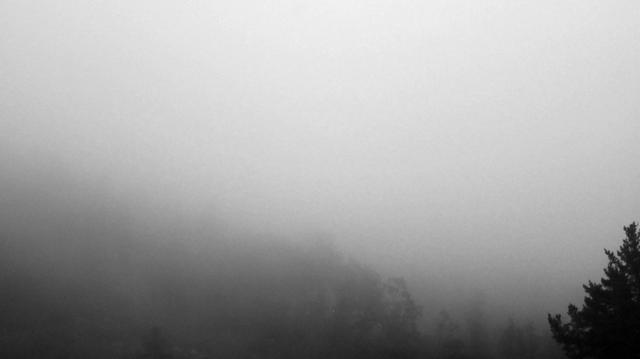 Fotografía en blanco y negro de un bosque envuelto en niebla