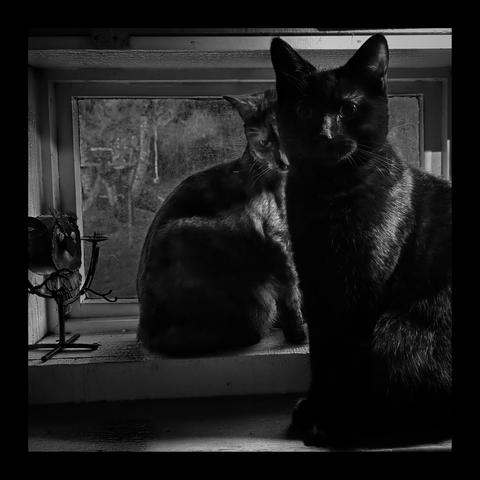 Black and white photo two young cats posing by the window.
