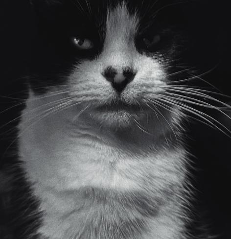 Black and white portrait of a black and white cat who's seen it all...