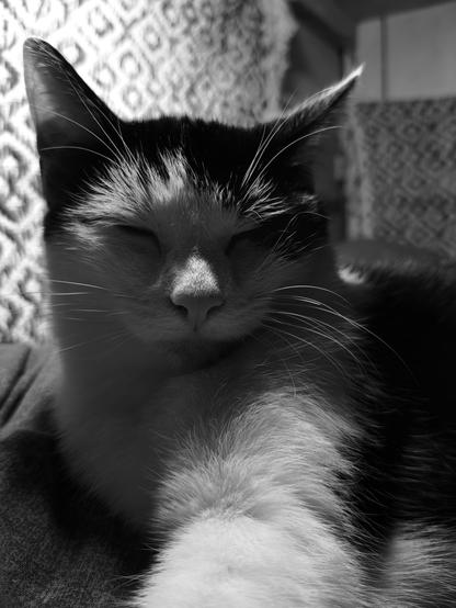 Young black and white cat relaxing after successfully waking up the can opener
