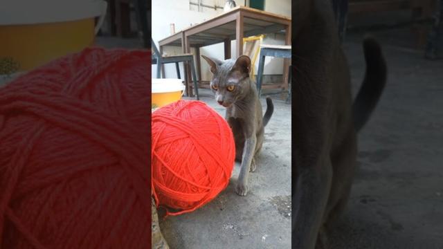 Play the ball 🐈‍⬛#shortsviral