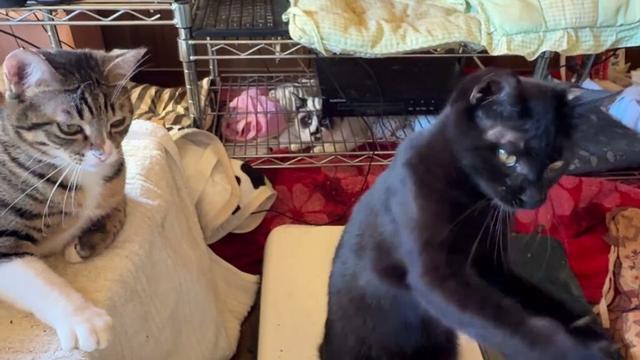 保護したシャムの子ねこパンダくんの前で、和ませようと、ネコジャラシするキジシロのルル、黒猫くー、黒夢