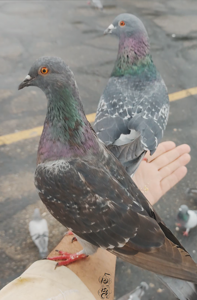 2 pigeons on my arm