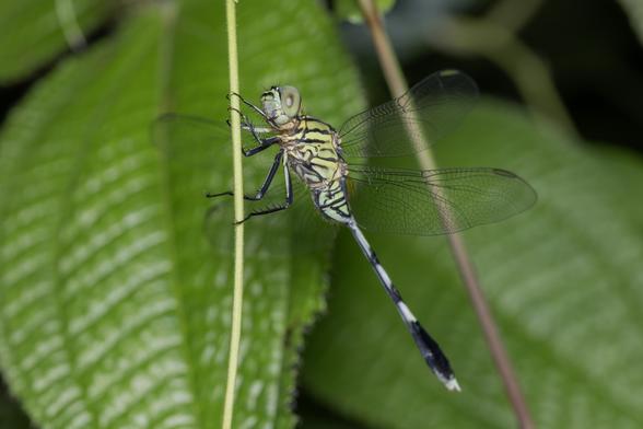 a variegated green skimmer dragonfly (Orthetrum sabina) clings to a plant tendril as it roosts for the night.