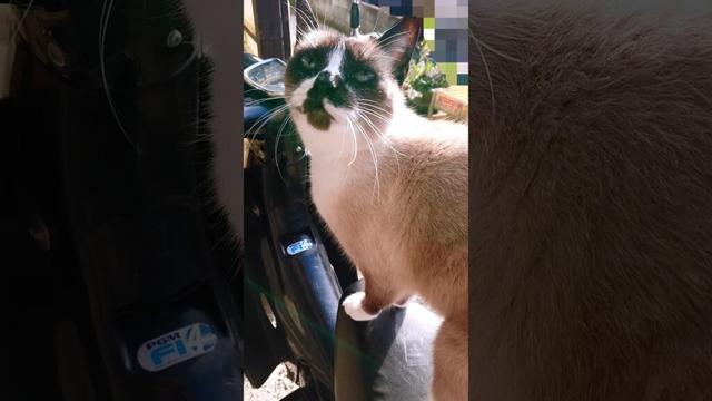 バイク乗り#猫#ねこ#cat#シャム猫#Shorts