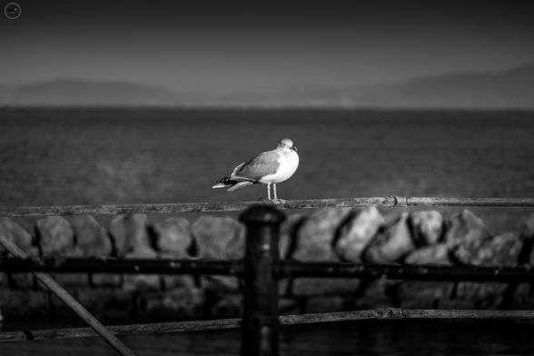 Monochrome shot of seagull on stone sea wall