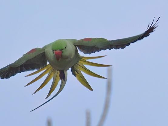 Halsbandsittich fliegt auf mich zu mit ausgebreiteten Schwanzfedern.