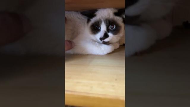 茶白ネコのジュニア「早く、ここに慣れてね、シャムの子ねこパンダくん」