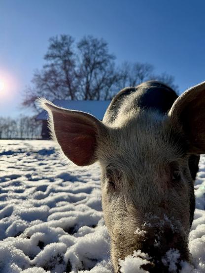 Eine Nahaufnahme eines Schweins in einer verschneiten Landschaft, mit Sonnenlicht im Hintergrund. Bäume und ein Gebäude sind in der Ferne sichtbar.