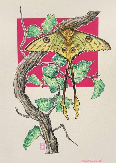A small drawing of a Madagascan moon moth, a yellow green moth with brown spots and very long tails. It is sitting on a branch and has dark pink background.
The Madagascan moon moth also known as the comet moth is native to the rain forests of Madagascar. The adult moth cannot feed and only lives for 4 to 5 days.
An original art work, please note that the frame is not included.
Colour pencil and mixed media on acid free toned artist paper
5 by 7 inches (12.7 by 17.8 cm).