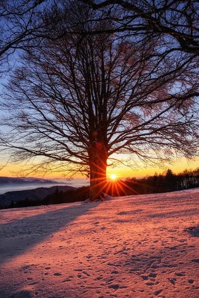 Das Bild zeigt eine Sonnenuntergangsszene, bei der ein Sonnenstern im Hintergrund an einem Baum im Mittelgrund untergeht und im Vordergrund unberührter Schnee liegt.