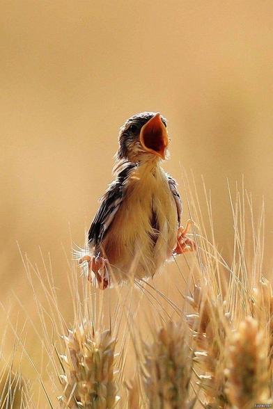 Ein Jungvogel sitzt oben auf Getreidehalmen und sperrt den Schnabel hungrig weit auf.
Quelle: Pinterest ohne weitere Angaben