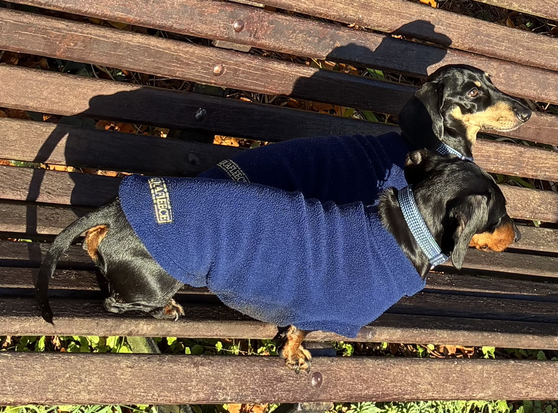 Miniature Dachshunds Max and Milo on a park bench wearing their blue fleece coats