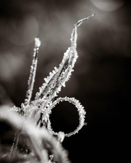 Dies ist eine monochrome (Schwarz-Weiß) Nahaufnahme (Makro-Aufnahme), die eine Pflanze oder einen Grashalm zeigt, der von Reif- oder Eiskristallen bedeckt ist.