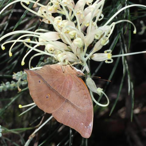 Leafwing butterfly with ruddy brown wings, resting on a yellow plant flower