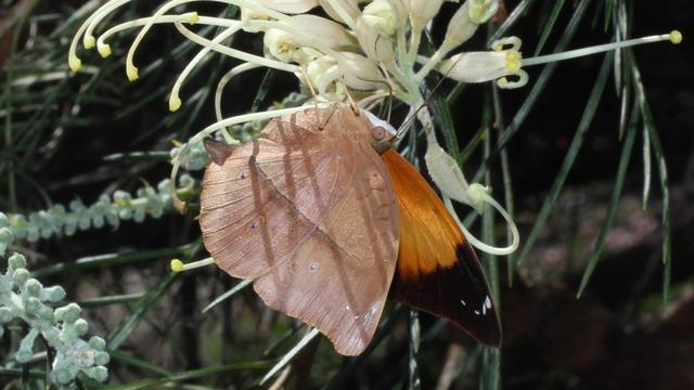 Leafwing butterfly with ruddy brown wings, resting on a yellow plant flower, inside of its wings visible which are red and orange, tipped in black