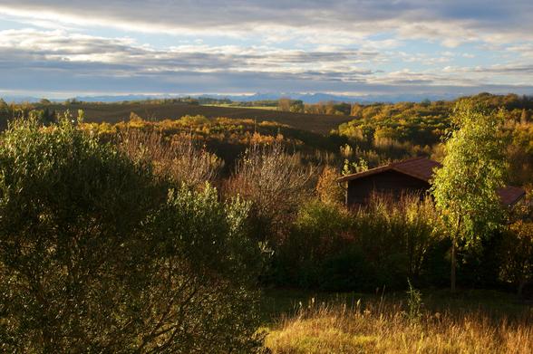 Soleil rasant sur les collines lauragaises, qui s'enflamment de couleurs dorées et vertes intenses. Au second plan, la chaine ariegeoise enneigée avec le massif de Saint Barthelemy. Ciel avec des bandes nuageuses et quelques trouées de ciel bleu. Au premier plan, le jardin avec un olivier et des herbes dorées capturant la lumière. Image lumineuse, aux couleurs intenses, et contrastée.