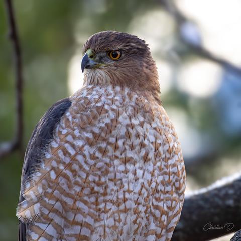 Épervier de Cooper, adulte en plumage typique : sourcils clairs, poitrine barrée, regard acéré.