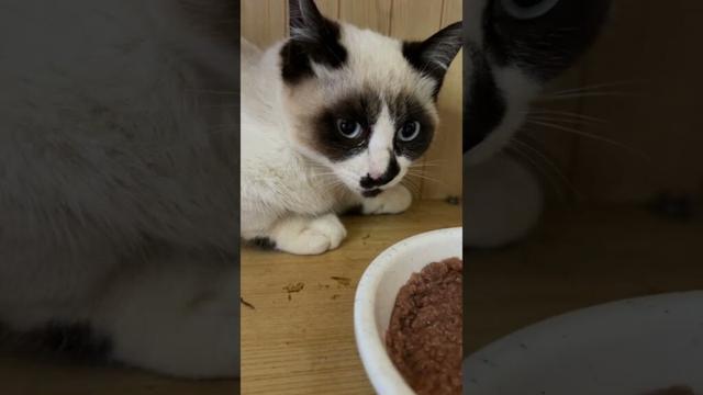 茶白ネコのジュニア「がんばれ、ウp主。シャムの子ねこパンダくんの心を開くのだ」