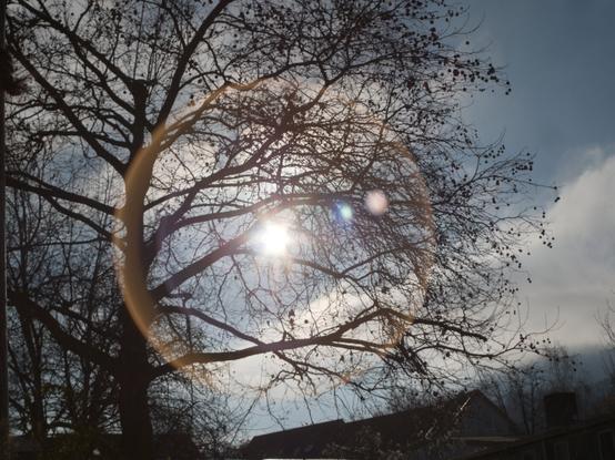Circular Sunfare comming trough a tree