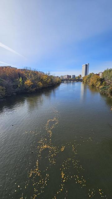 Vista del río Pisuerga desde el puente de Condesa de Eylo, con hojas amarillas flotando y árboles otoñales a los lados. Al fondo se ve el Puente Mayor, un puente de piedra de varios arcos, y a la derecha el edificio Duque de Lerma, una torre alta y moderna que destaca sobre el paisaje.