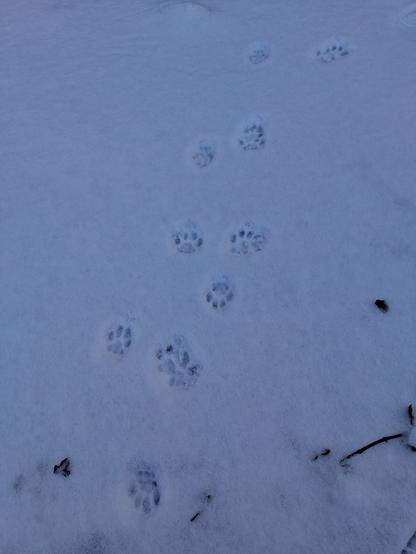 Some traces of cat paws in the snow