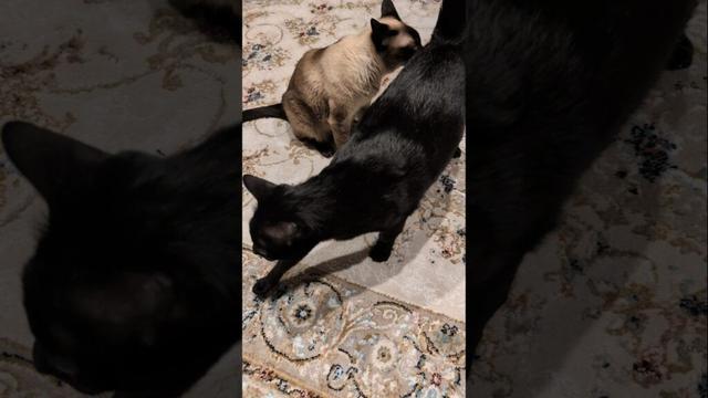 むせたシャム猫🐱 - Cats get a sniff of his butt - #shorts #cat