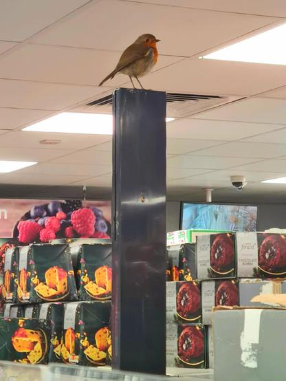 A robin perched on a metal shelf post above the cakes in a Glasgow supernarket.