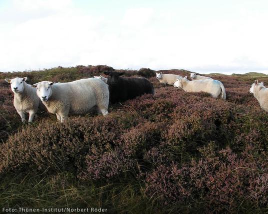 Schafe in einer Heidelandschaft