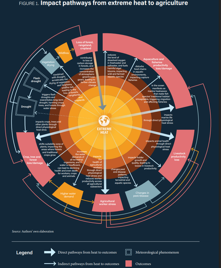Infografía circular mostrado las relaciones directas e indirectas de los impactos del calor y sus consecuencias