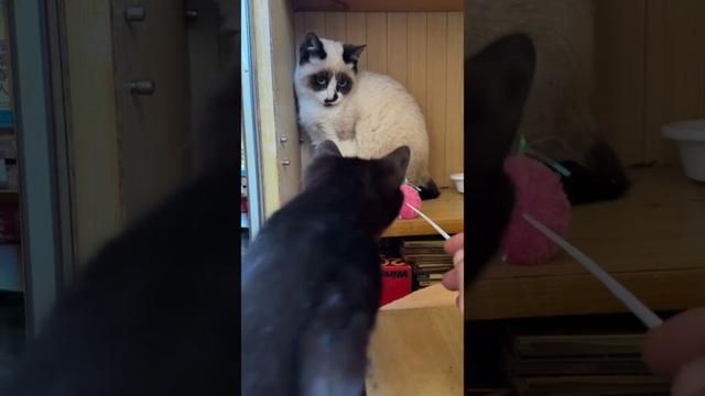 シャムの子ねこパンダくんに、ボール型のネコジャラシしてみたが、黒猫の黒夢が来て、援護