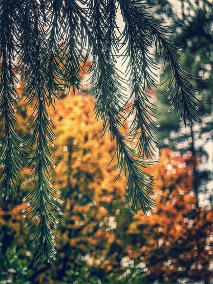 A close-up, high-contrast photograph of dark green pine or fir branches hanging down in the foreground. Small, clear raindrops cling to the needles. The background is softly blurred (bokeh) with warm, vibrant hues of orange and yellow, suggesting autumn trees behind the evergreen. The overall mood is cool, atmospheric, and tranquil.