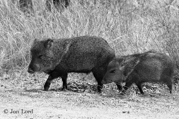 This is a black and white wildlife photo in landscape format of two pig-like animals strolling through some arid undergrowth. Tuscon, Arizona (2025).

Surrounding the centre of the image are two Javelinas, one adult, one juvenile, the adult being a little over a metre long, the smaller, a little less, walking from right to left, out of an area of dense arid brush and across a dirt track. The two animals have a destinctive pig or wild boar look about them, though smaller (and lack tusks). They have a large head with a pig like snout, small eyes, ears on the top of their heads and very, very, course black and light grey hair covering their bodies. Javalinas are sociablle animals and group together in squadrons, not herds. While shy, they did not appear aggressive like wild boars.
