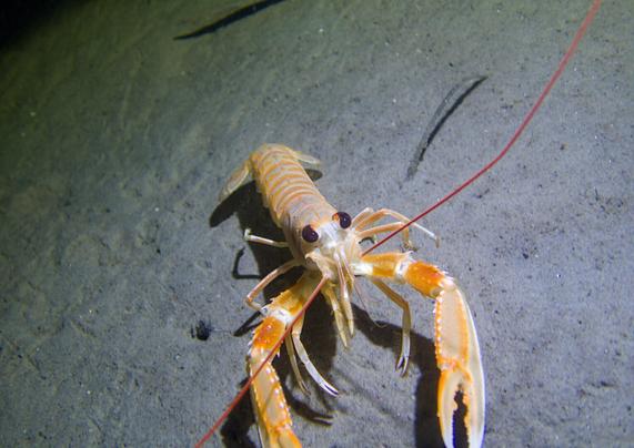 A photo of a beige-pink Norway lobster crawling towards the viewer on a grey seafloor.