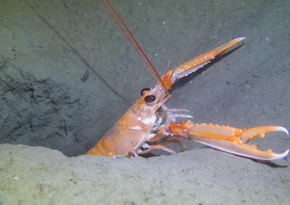 A photo of a beige-pink Norway lobster crawling seemingly crawling out of its burrow in a grey seafloor. Only the head, antennae and claws are visible on the lobster. The photo is taken in side profile